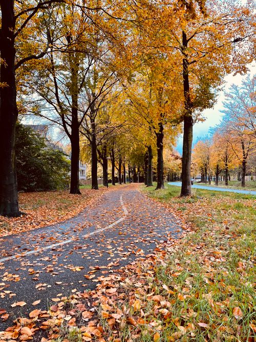 Free A quiet walking path covered in vibrant autumn leaves and lined with tall trees. Stock Photo