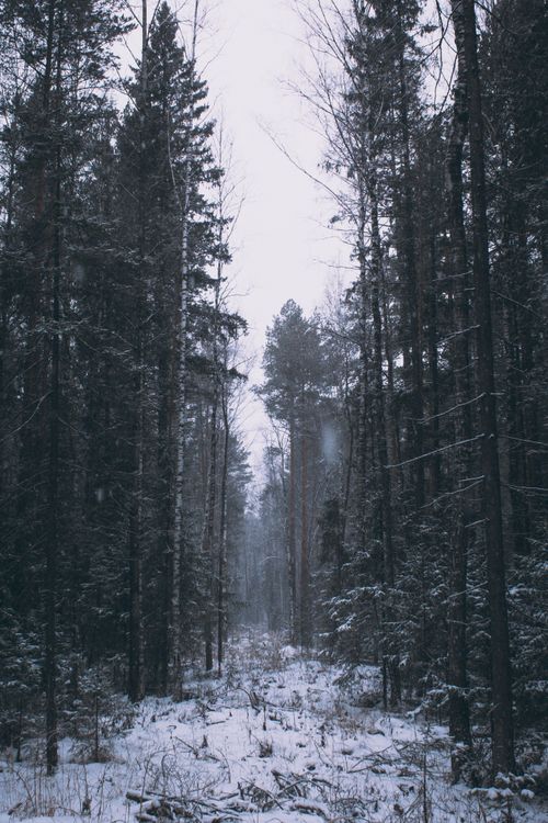 Free A peaceful snowy pathway in a dense winter forest, capturing the tranquil natural beauty. Stock Photo