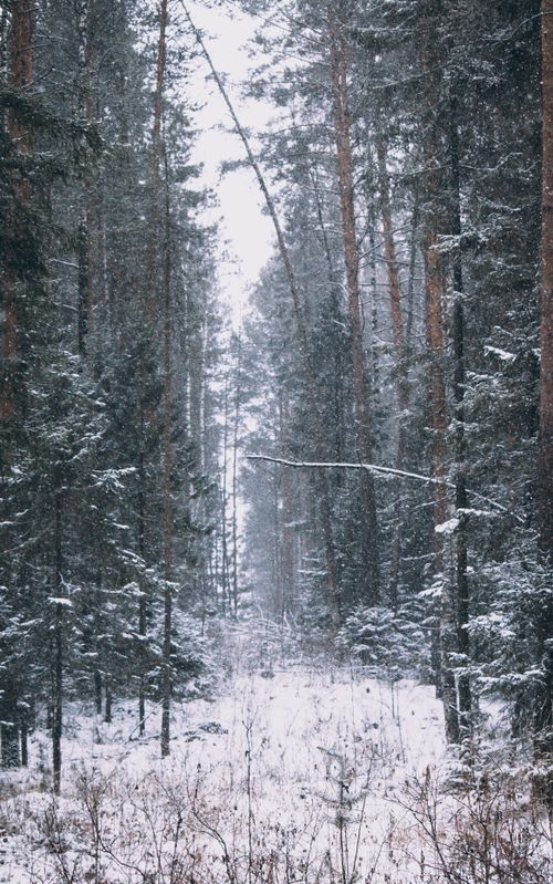Free A quiet and tranquil snowy forest path captured during wintertime, evoking peace. Stock Photo