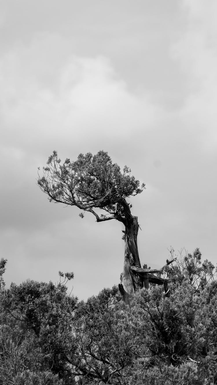 A Grayscale Photo Of A Tree