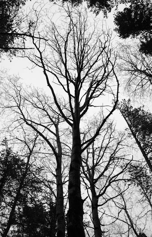 Photos gratuites de arbres sans feuilles, contre-plongée, échelle des gris