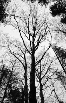 Striking black and white view of bare trees reaching into the sky in a forest.