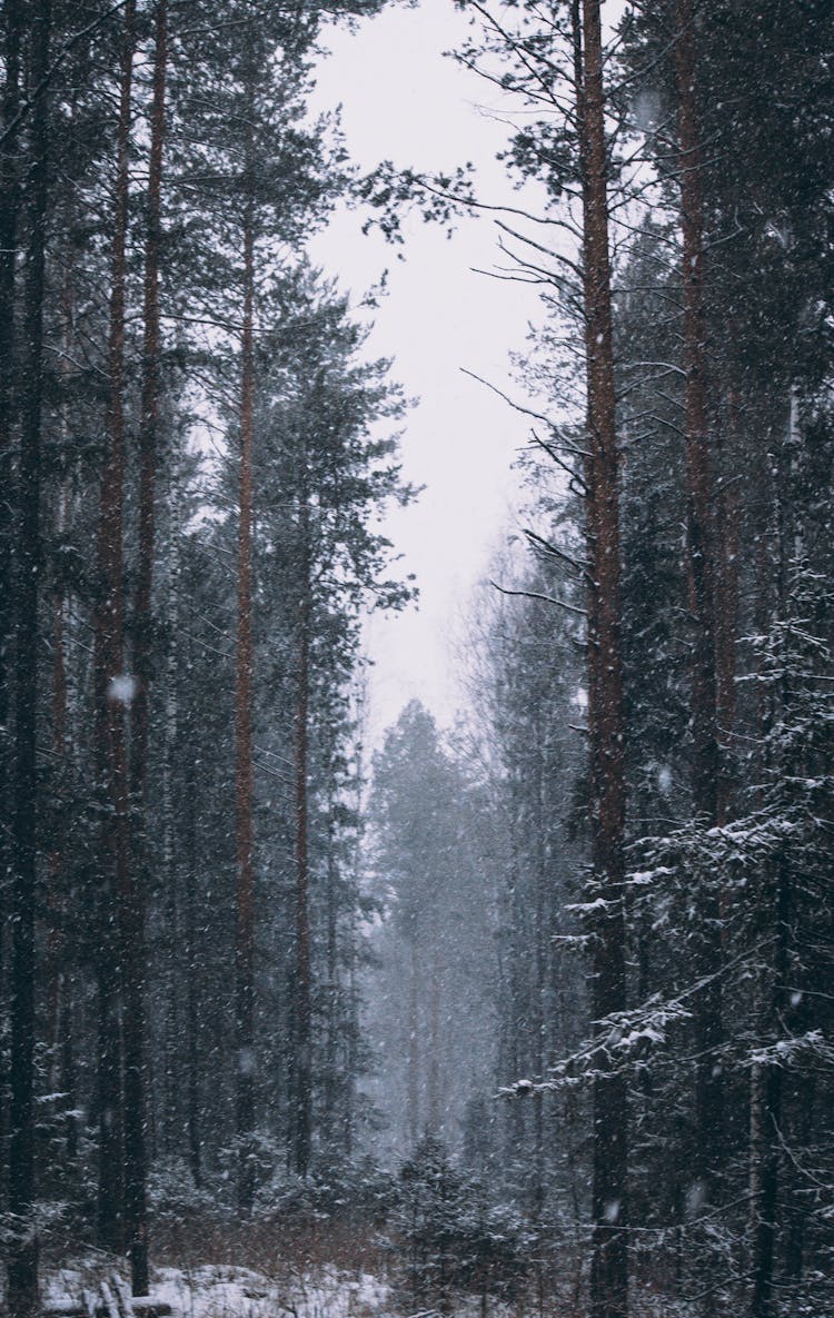 Snow Falling In A Forest