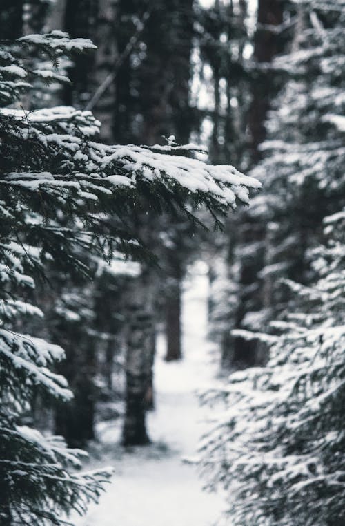 Бесплатное стоковое фото с вертикальный выстрел, зима, листья