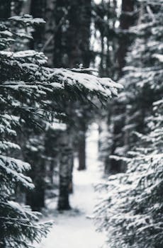 A tranquil forest path blanketed in snow, showcasing the serene beauty of winter.