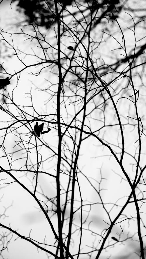 Grayscale Photo of Branches