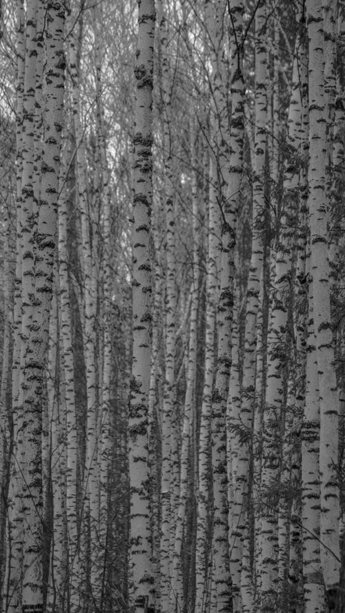 Free Captivating vertical shot of dense birch tree trunks in a serene forest. Stock Photo