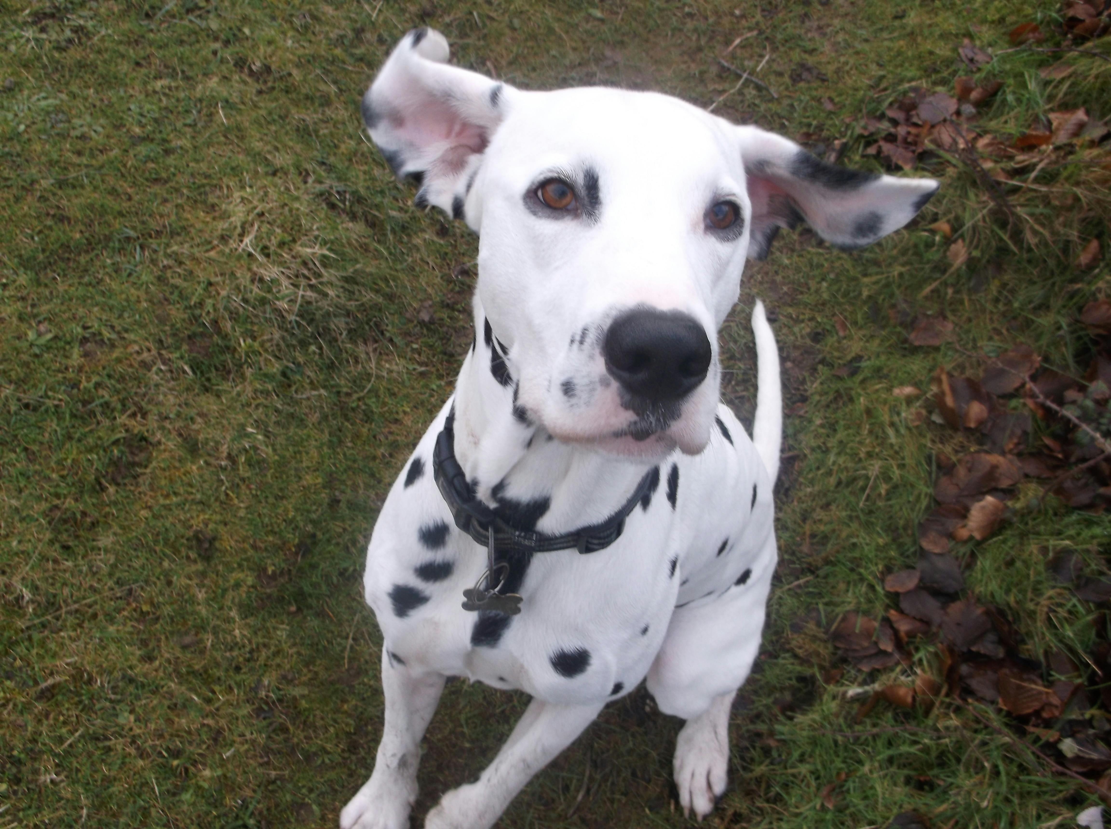 Free stock photo of dalmatian, dog, ears