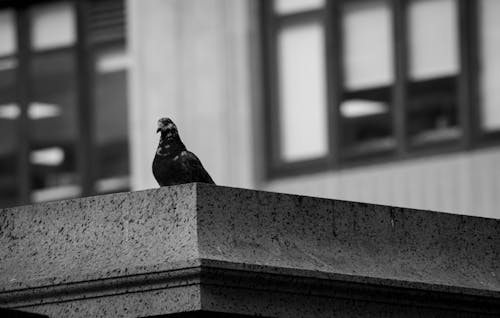 Foto profissional grátis de ave, cidade preto e branco, foto da rua