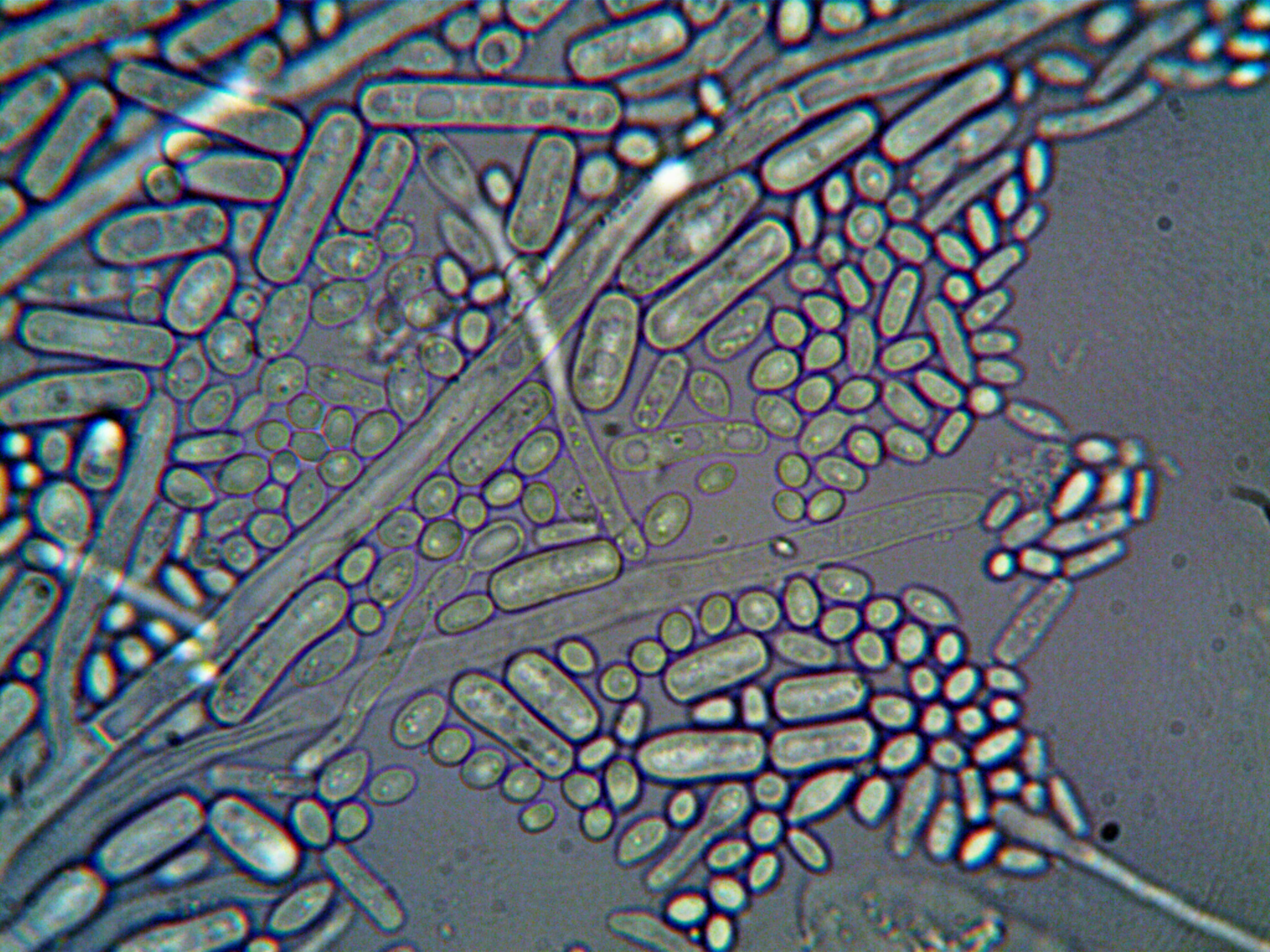 133160 Microorganisms Images Stock Photos  Vectors  Shutterstock