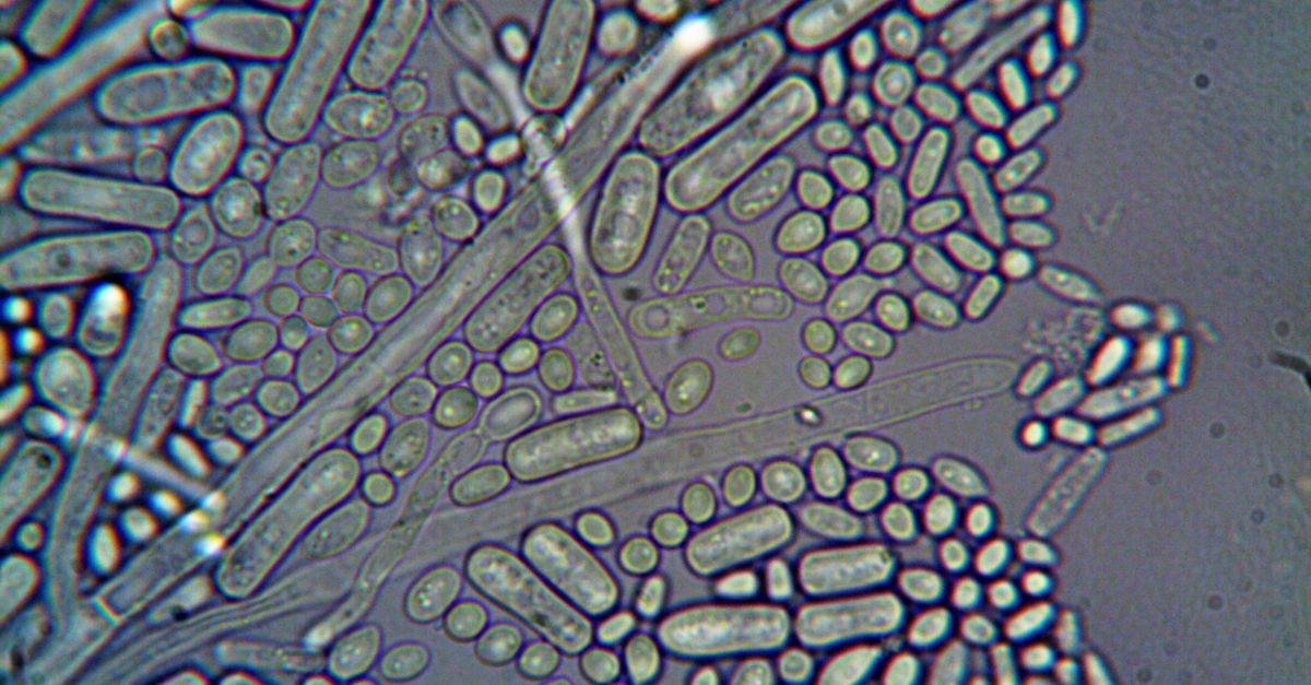 Photo by turek Detailed microscopic imagery of microorganisms at high magnification.