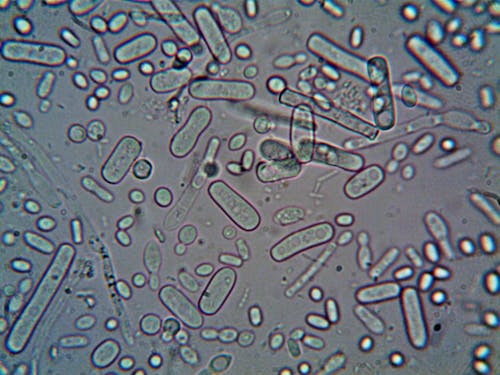 Free Microorganisms under a Microscope Stock Photo