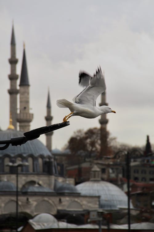 A Seagull Taking Flight