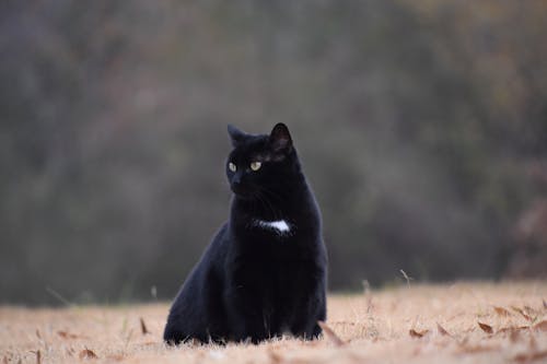 Free stock photo of blackcat, cat, cat in field Stock Photo