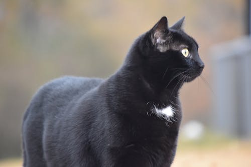 Free stock photo of black cat, cat Stock Photo