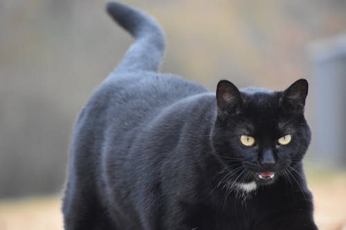 Free stock photo of big cat, black cat, cat Stock Photo