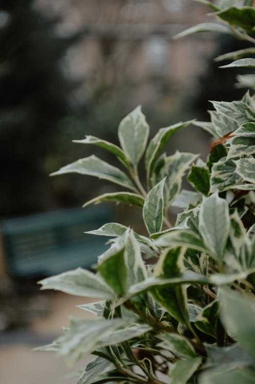 A Plant with Variegated Leaves