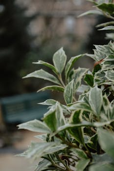 Detailed shot of green and white variegated leaves in an outdoor garden setting.