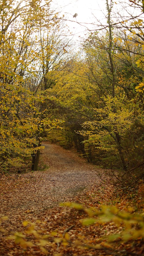 Green Trees and Road Filled with Fallen Leaves 