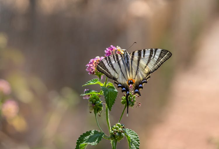 A Close-Up Shot Of A Scarce Swallowtail