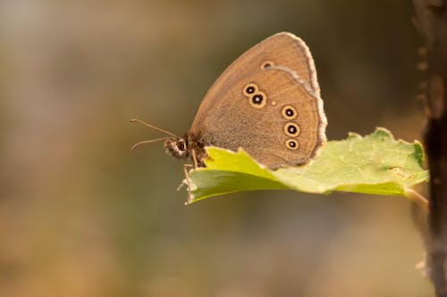 Brown and Black Butterfly on Green Leaf