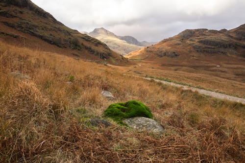 Green Moss on Rock