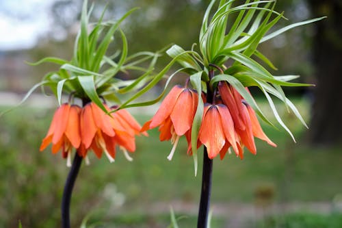 Free stock photo of beautiful flowers