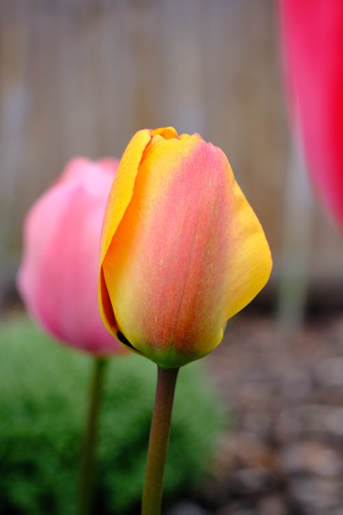 Yellow and Pink Tulip in Close Up Photography