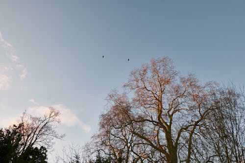 Birds Flying above Trees