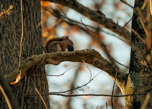 Free Squirrel on a Tree Branch Stock Photo