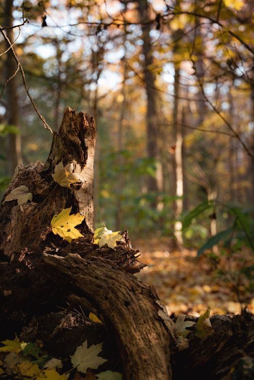 Free Captivating forest view with fallen tree trunk and autumn leaves captured in soft sunlight. Stock Photo