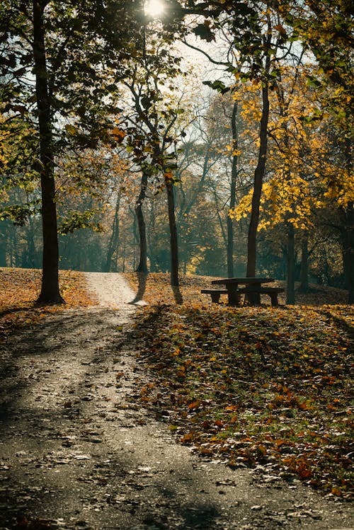 A Bench Under a Tree