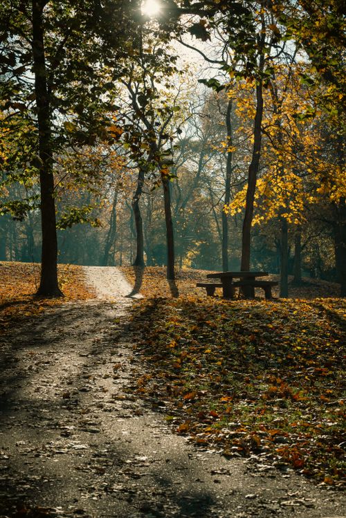 Free A tranquil path covered with fallen leaves leading through a sunlit autumn park. Stock Photo