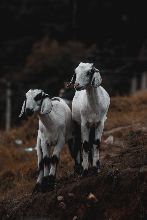 Free Charming pair of Nubian goats on a hillside in Nepal, perfect for rural lifestyle themes. Stock Photo