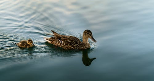 A Mother and Baby Duck on Water
