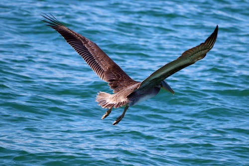 Gratis lagerfoto af brun pelikan, dyrefotografering, dyreliv Lagerfoto