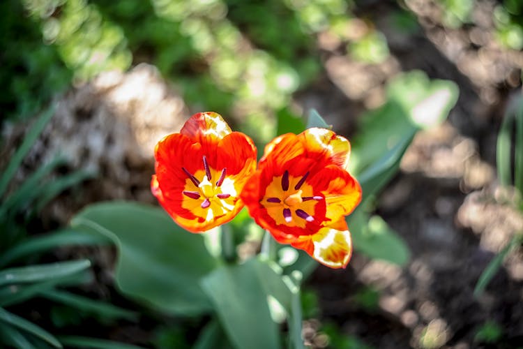 Red And Yellow Flower In Tilt Shift Lens