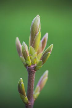 萌芽植物的特写镜头生动展现了春天生长与更新的本质