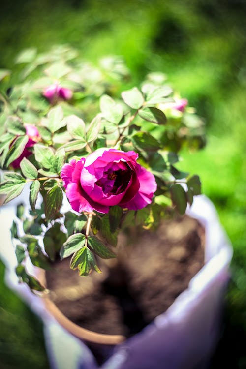 Darmowe zdjęcie z galerii z flora, głębia pola, kwiat