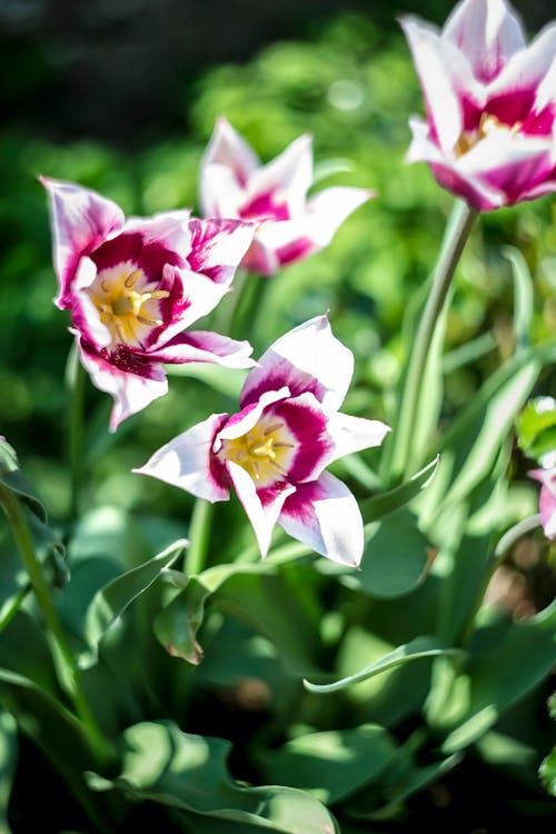 Gratis Bunga Putih Dan Ungu Dalam Fotografi Close Up Foto Stok