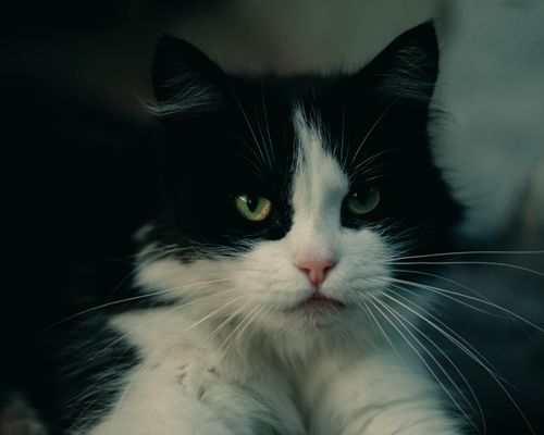 Free Intense green-eyed cat looking directly at the camera with a soft focus background. Stock Photo