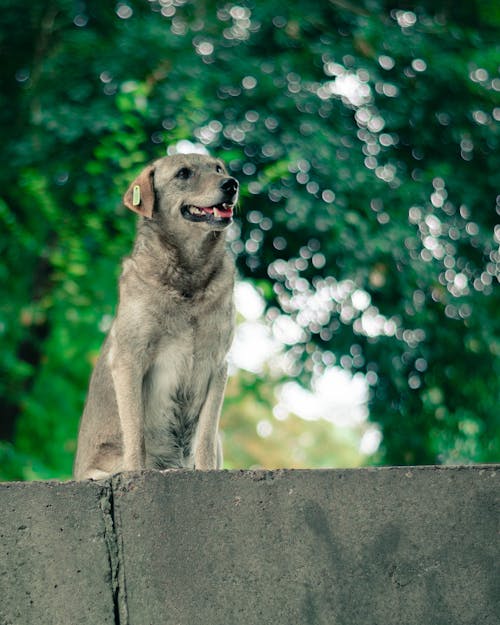 Foto profissional grátis de animal de estimação, animal doméstico, bokeh