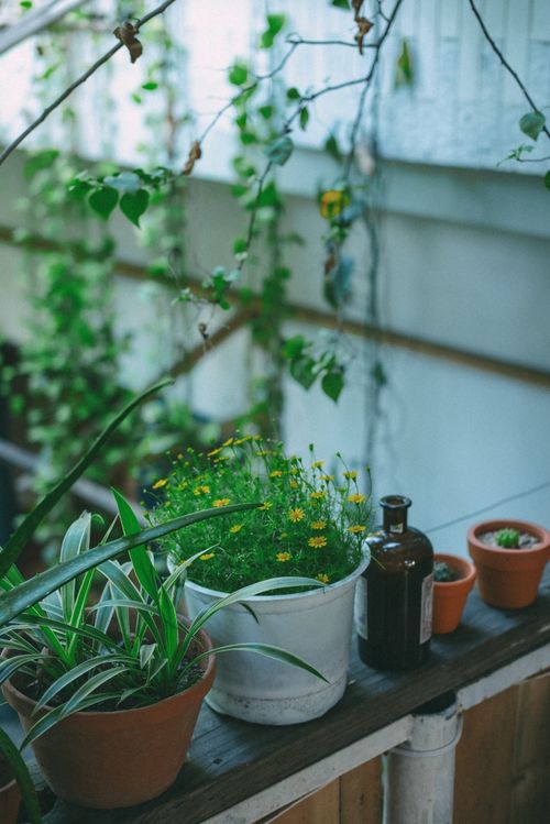 Free Cozy indoor balcony with various potted plants and a rustic atmosphere. Stock Photo