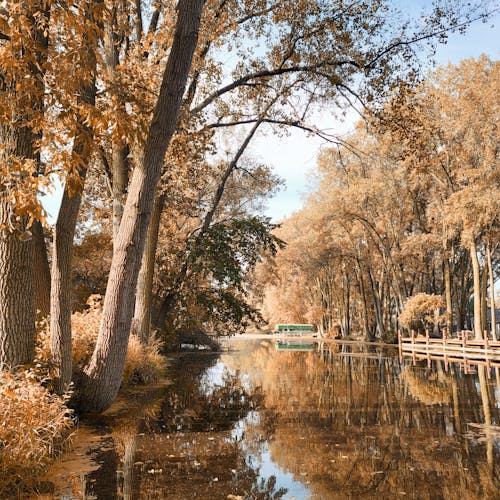 가을, 갈색, 강의 무료 스톡 사진