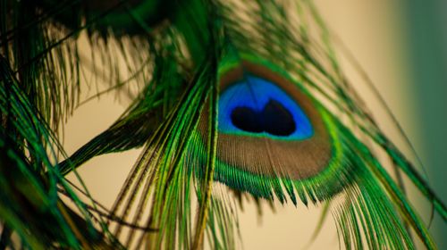 Free Stunning close-up of a colorful peacock feather showcasing vivid colors and intricate detail. Stock Photo