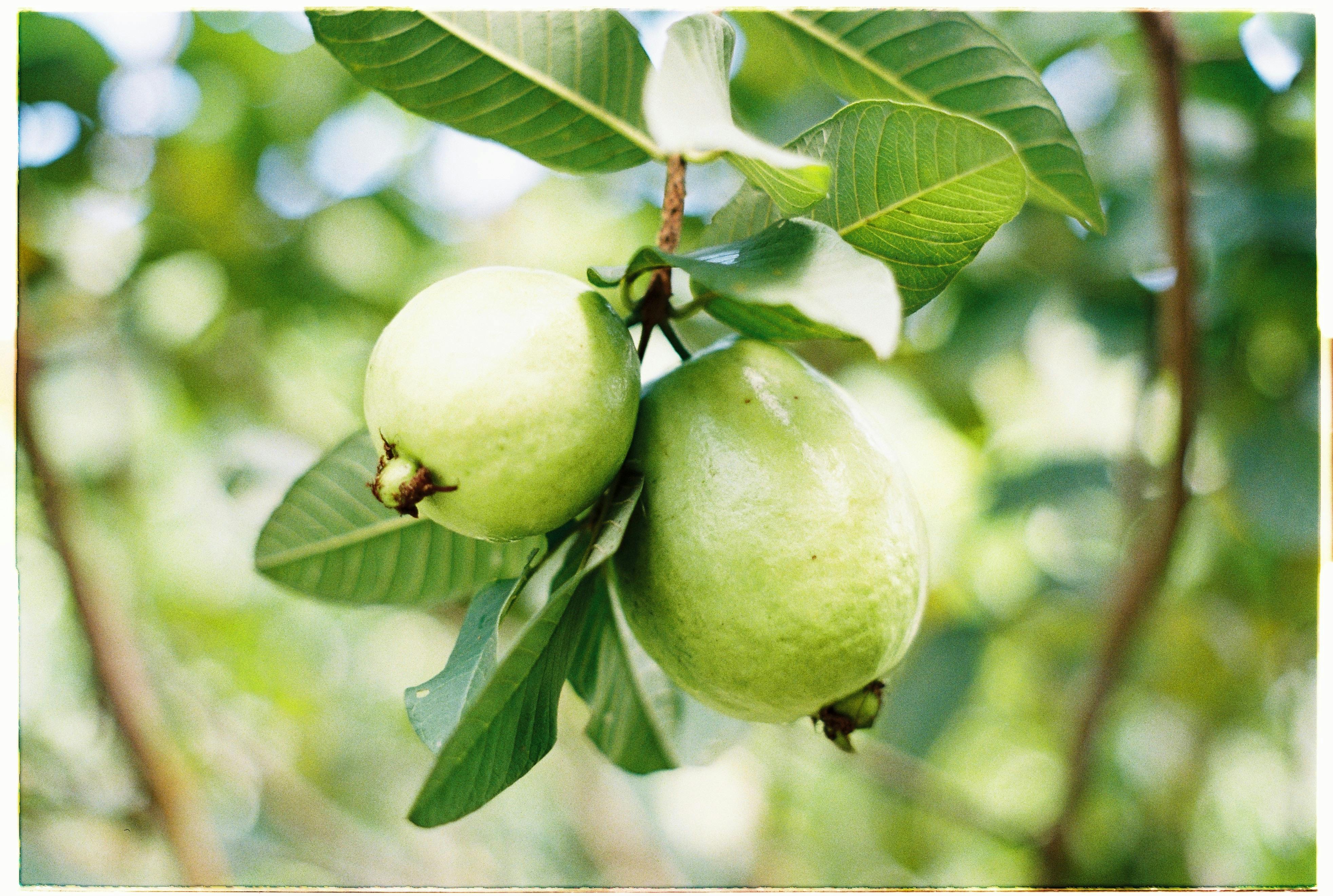 Image of Guava amrud cut slices green fresh and juicy fully ripen indian  seasonal fruit on Isolated white background , Selective  Focus.-UQ833588-Picxy