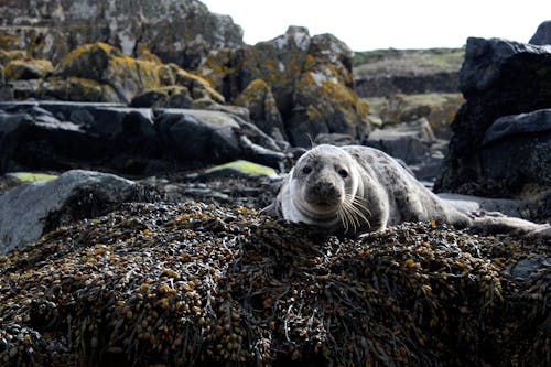 Free Closeup Photo of Sea Lion on Brown Rock Stock Photo