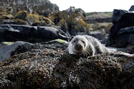在苏格兰法夫，野生海豹栖息于海草覆盖的岩石海岸线上，展现了野生动物的自然栖息地