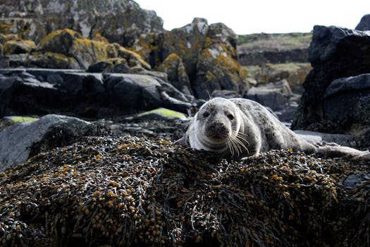 Closeup Photo of Sea Lion on Brown Rock