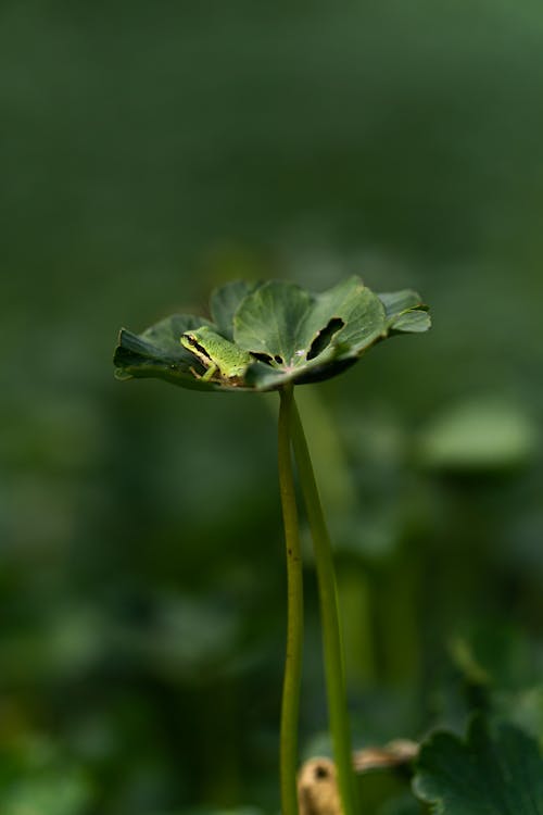 Foto profissional grátis de caules, foco seletivo, folhas verdes